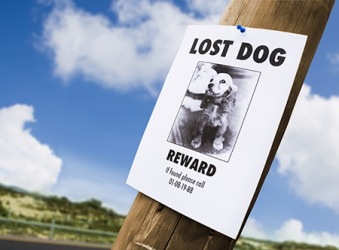 The distraught dog owner posted signs all over town offering a reward for her lost dog Lucille. The distraught dog owner posted signs all over town offering a reward for her lost dog Lucille.
