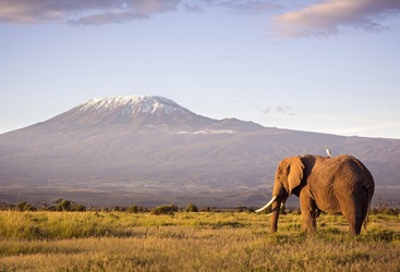 A cattle egret sits on the ridge of an elephant's back at Amboseli National Park in Kenya. A cattle egret sits on the ridge of an elephant's back at Amboseli National Park in Kenya.