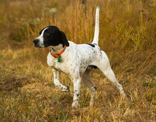 The English Pointer stands rigidly while he points with his nose to indicate the location of the quail for the hunter. The English Pointer stands rigidly while he points with his nose to indicate the location of the quail for the hunter.