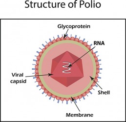 RNA inside the Polio Virus RNA inside the Polio Virus