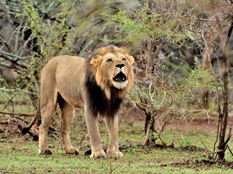 The roar of the lion warned the others in his pride of danger in their territory. The roar of the lion warned the others in his pride of danger in their territory.