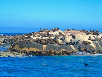 The sea lions gather together in a rookery during breeding season. The sea lions gather together in a rookery during breeding season.