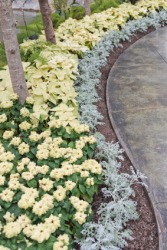 A border of poinsettias in a garden. A border of poinsettias in a garden.