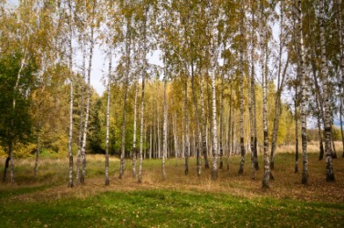 A bosket of birch trees. A bosket of birch trees.