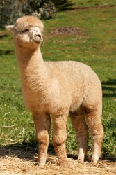 A young alpaca. A young alpaca.