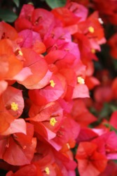 Red bougainvillea flowers. Red bougainvillea flowers.