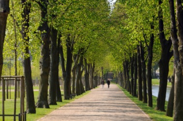 A tree lined boulevard in Germany. A tree lined boulevard in Germany.