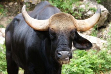 The ox is a bovine. The ox is a bovine.