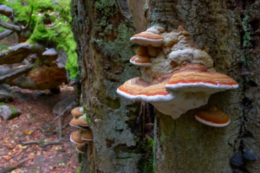 Bracket fungus growing on an old tree. Bracket fungus growing on an old tree.