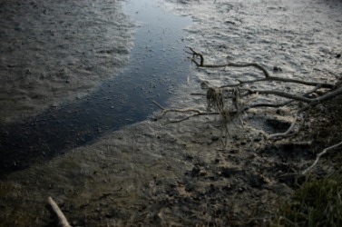 Brackish water flowing through a mudflat. Brackish water flowing through a mudflat.
