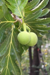 Breadfruit hanging on the tree. Breadfruit hanging on the tree.