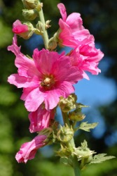A hollyhock is an example of an althea. A hollyhock is an example of an althea.