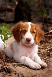 A Brittany spaniel puppy. A Brittany spaniel puppy.