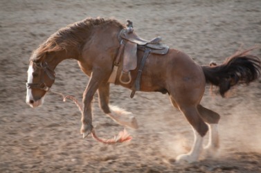 A riderless bucking broncho or bronco. A riderless bucking broncho or bronco.