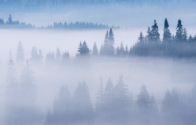 Brume lying over a forest. Brume lying over a forest.