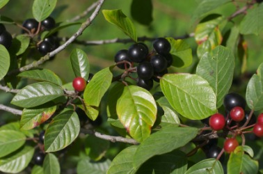 A closeup of buckthorn leaves and berries. A closeup of buckthorn leaves and berries.