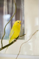 A budgerigar, or budgie, sitting on a branch. A budgerigar, or budgie, sitting on a branch.
