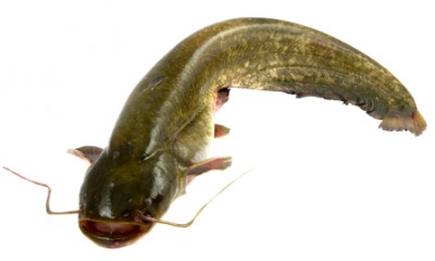 A large bullhead fish. A large bullhead fish.