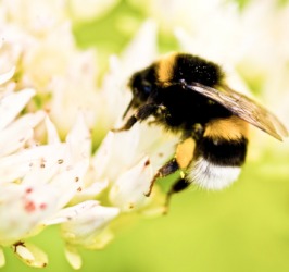 A bumblebee collecting nectar. A bumblebee collecting nectar.