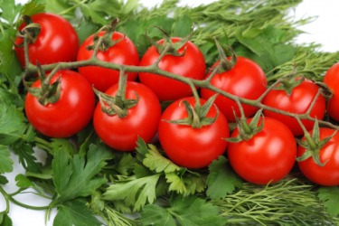 A bunch of tomatoes on the vine. A bunch of tomatoes on the vine.