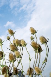 A group of plants with burs. A group of plants with burs.