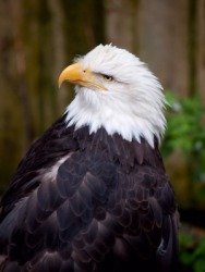 The American bald eagle. The American bald eagle.