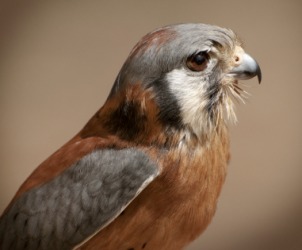 The American kestrel. The American kestrel.