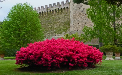 A bush with bright red flowers. A bush with bright red flowers.