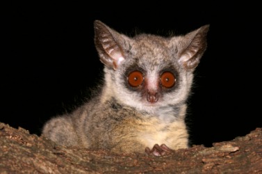A nocturnal bush baby from South Africa. A nocturnal bush baby from South Africa.