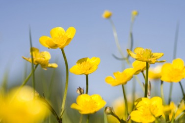 A field of yellow buttercups. A field of yellow buttercups.