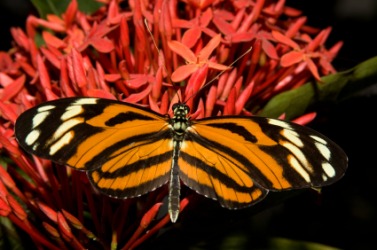 A butterfly on some flowers. A butterfly on some flowers.