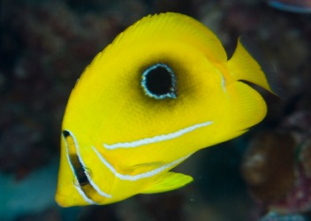 A bright yellow butterflyfish. A bright yellow butterflyfish.