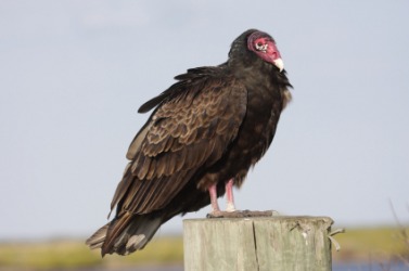One type of buzzard is a turkey vulture. One type of buzzard is a turkey vulture.
