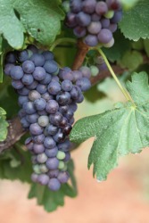 A bunch of cabernet grapes on the vine. A bunch of cabernet grapes on the vine.