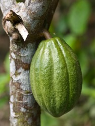 A cacao seedpod growing on the cacao tree. A cacao seedpod growing on the cacao tree.