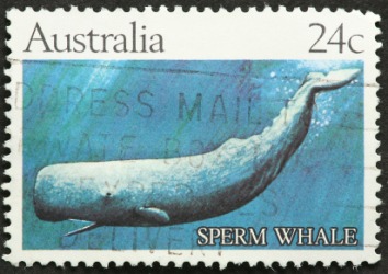 A postage stamp illustration of a cachalot or sperm whale. A postage stamp illustration of a cachalot or sperm whale.