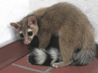 A young cacomistle. A young cacomistle.