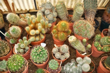 Cactus plants of many different varieties. Cactus plants of many different varieties.