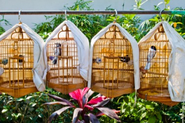 A row of birds, cagelings, in their cages. A row of birds, cagelings, in their cages.