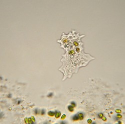 An example of an amoeba. An example of an amoeba.