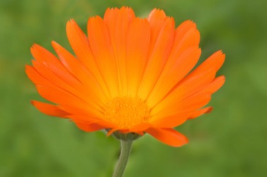 A bright orange calendula. A bright orange calendula.