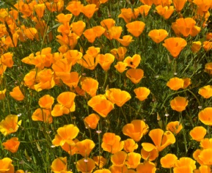 A field of California poppies. A field of California poppies.