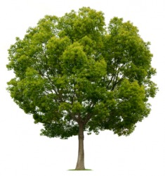 A camphor tree. A camphor tree.