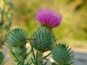 A close up of the Canada thistle. A close up of the Canada thistle.
