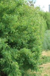 A large caragana hedge. A large caragana hedge.
