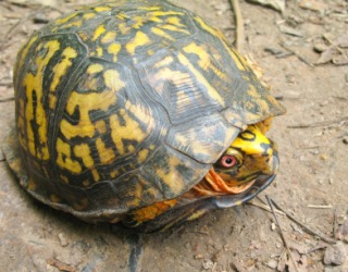 A turtle inside his shell or carapace. A turtle inside his shell or carapace.