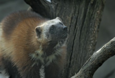 A close up of a carcajou or wolverine. A close up of a carcajou or wolverine.