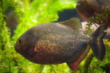 A caribe, or piranha, in an aquarium. A caribe, or piranha, in an aquarium.