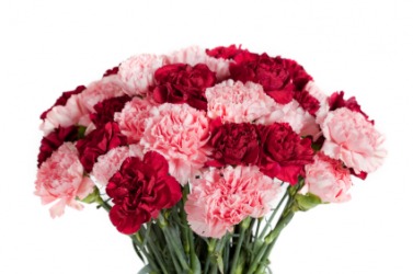 A bouquet of pink and red carnations. A bouquet of pink and red carnations.
