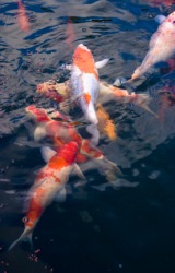 Several colorful carp. Several colorful carp.
